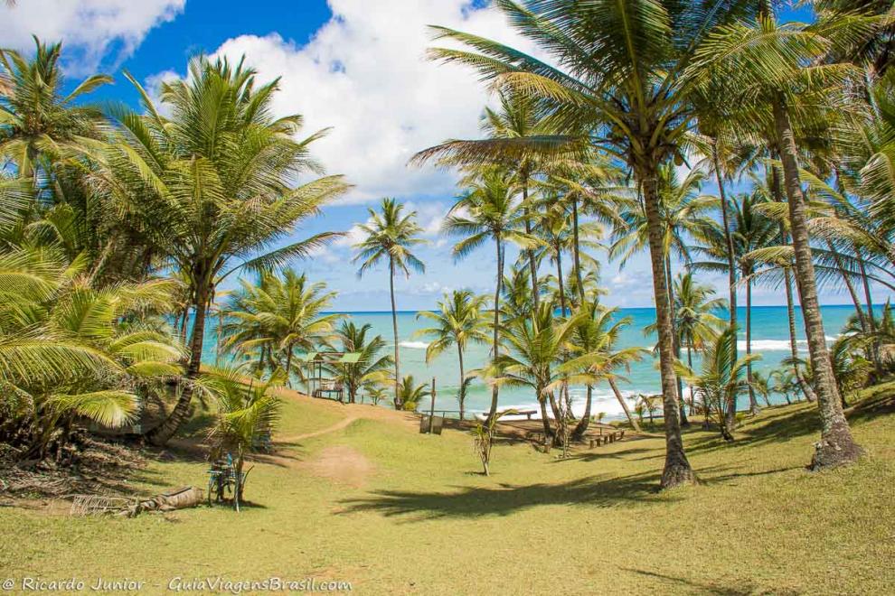 Imagem de vários coqueiros na chegada da Praia de Havaizinho.